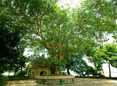 Cây bồ đề, hay còn được gọi là cây đề, tên khoa học là Ficus religiosa, là một loài cây thuộc chi đa đề (Ficus), mọc nhiều ở Ấn Độ,  tây nam Trung Quốc...